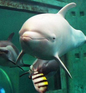 VID: Pink Dolphin Makes Waves In Japanese Aquarium